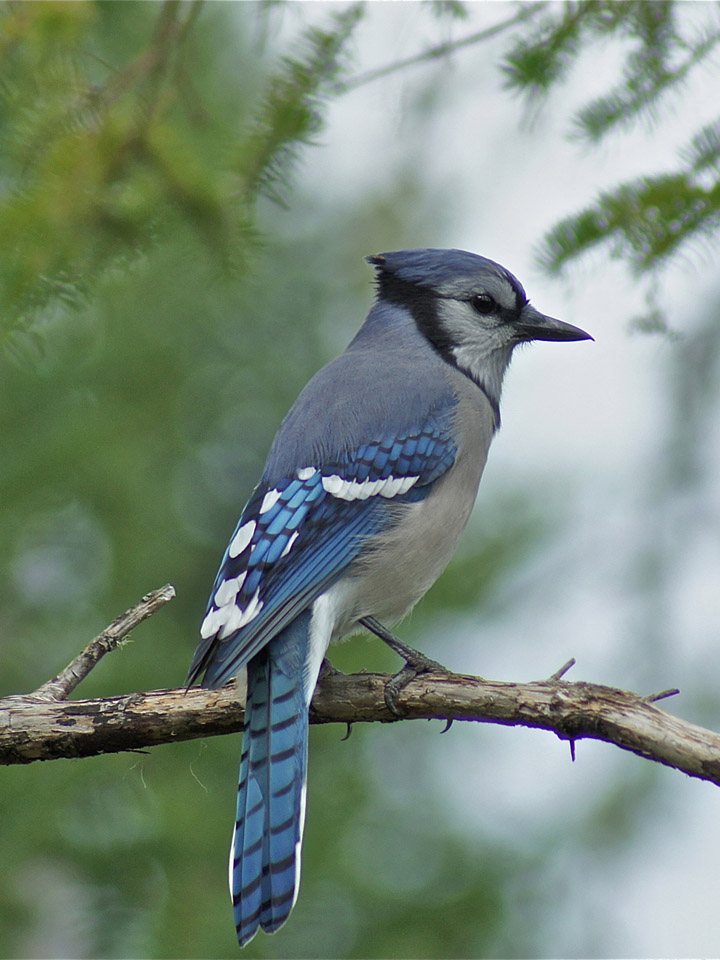 Blue Jay Backyard Birds