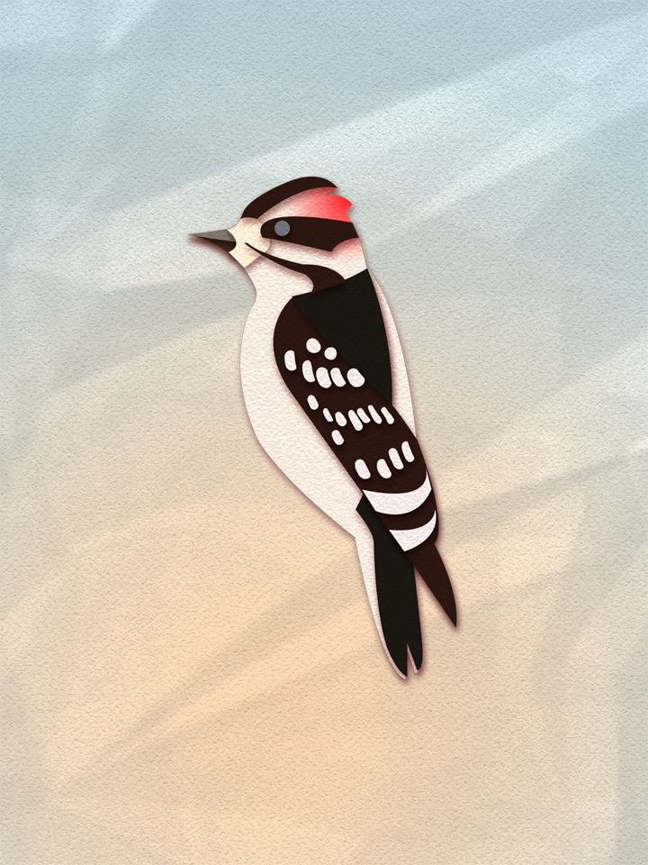 Downy Woodpecker 1
