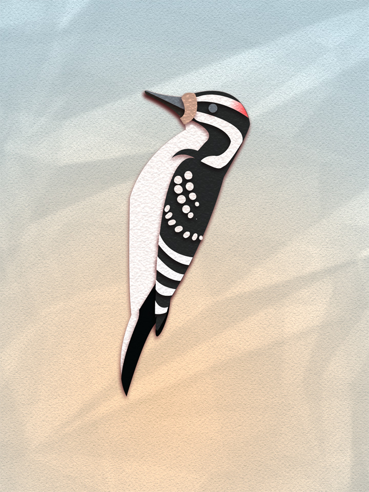Hairy Woodpecker 1