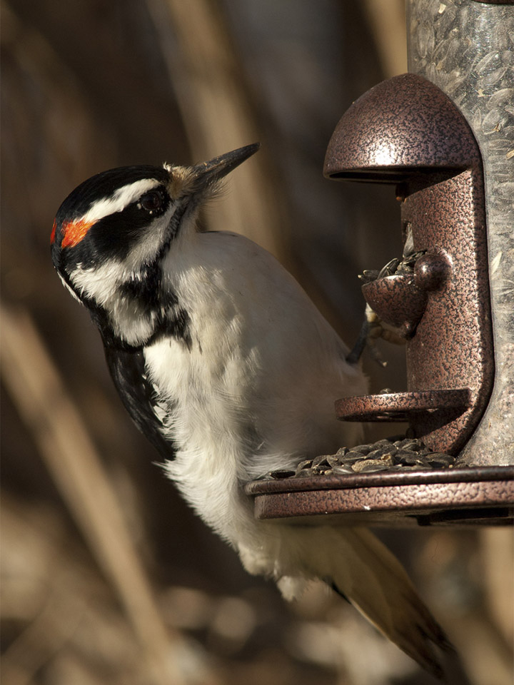 Hairy Woodpecker 3