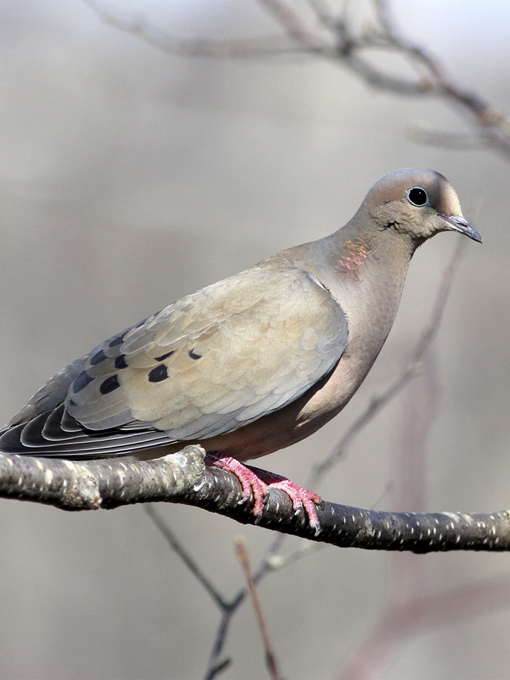 Mourning Dove 2