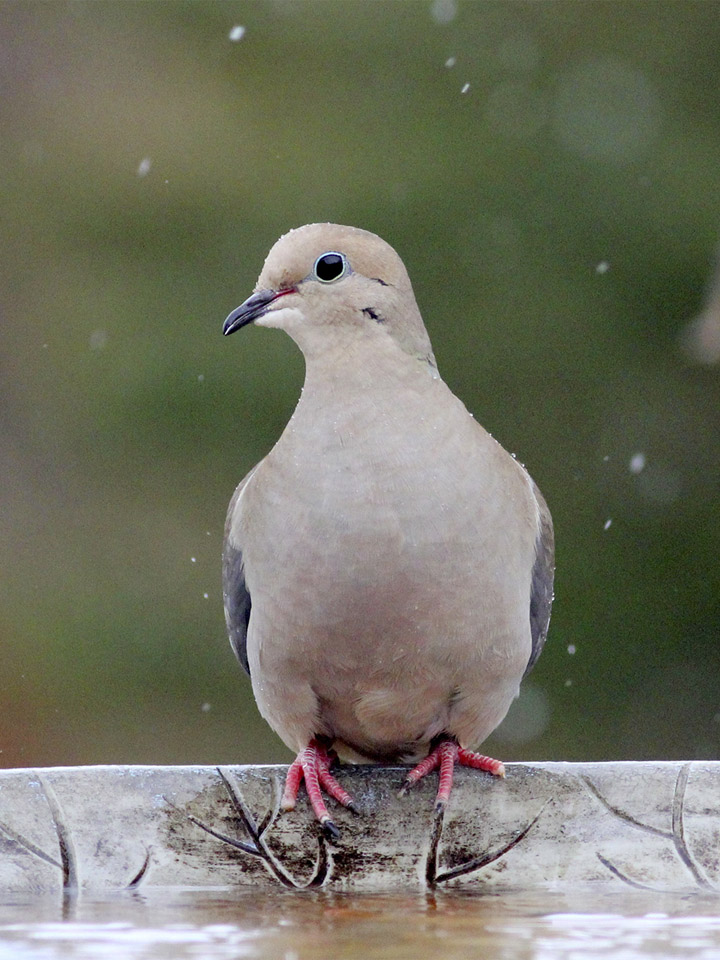 Mourning Dove 3