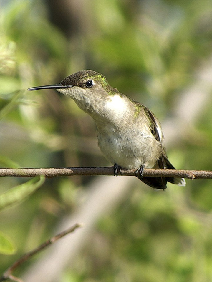 Ruby-Throated Hummingbird 4