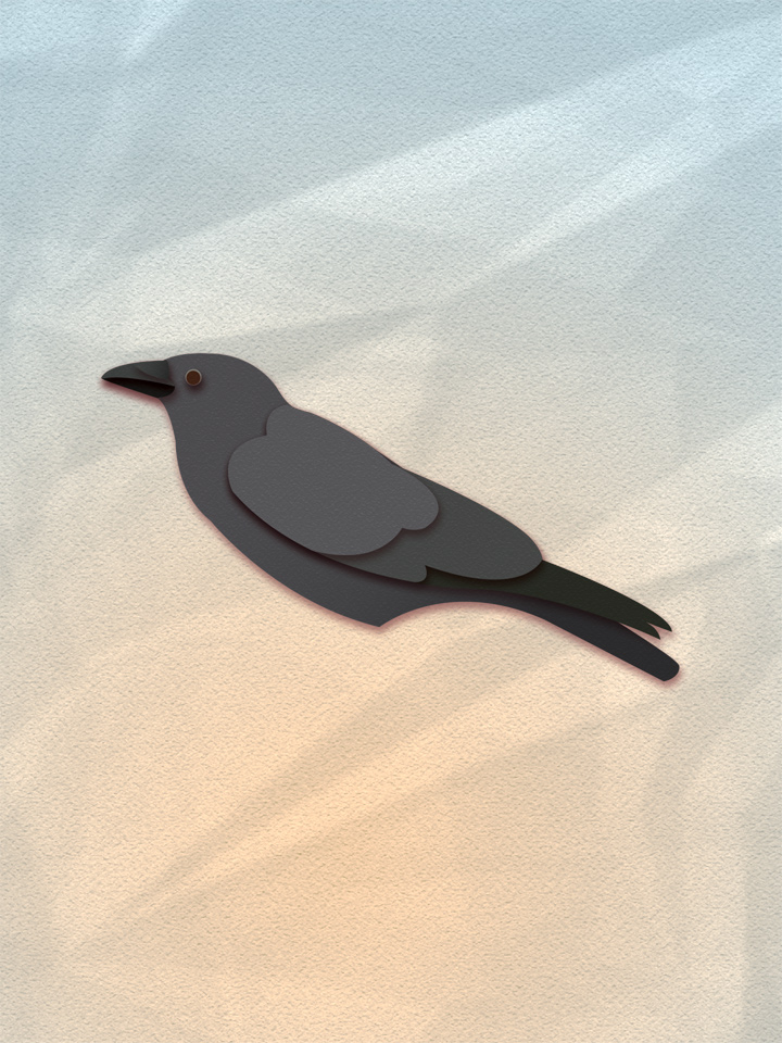 American Crow 1