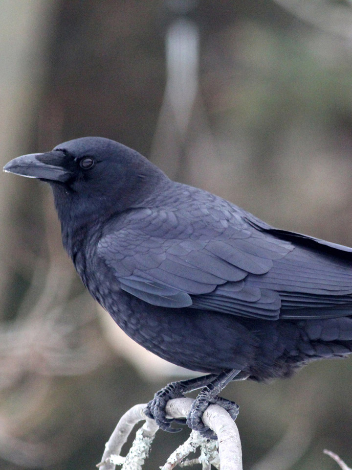 American Crow 2