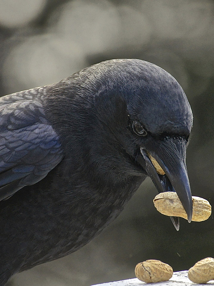 American Crow 3