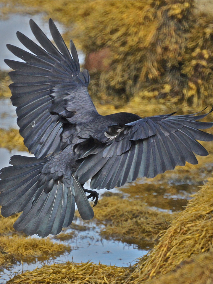 American Crow 4