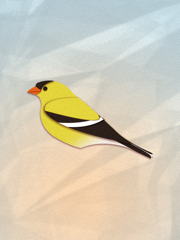 American Goldfinch 1