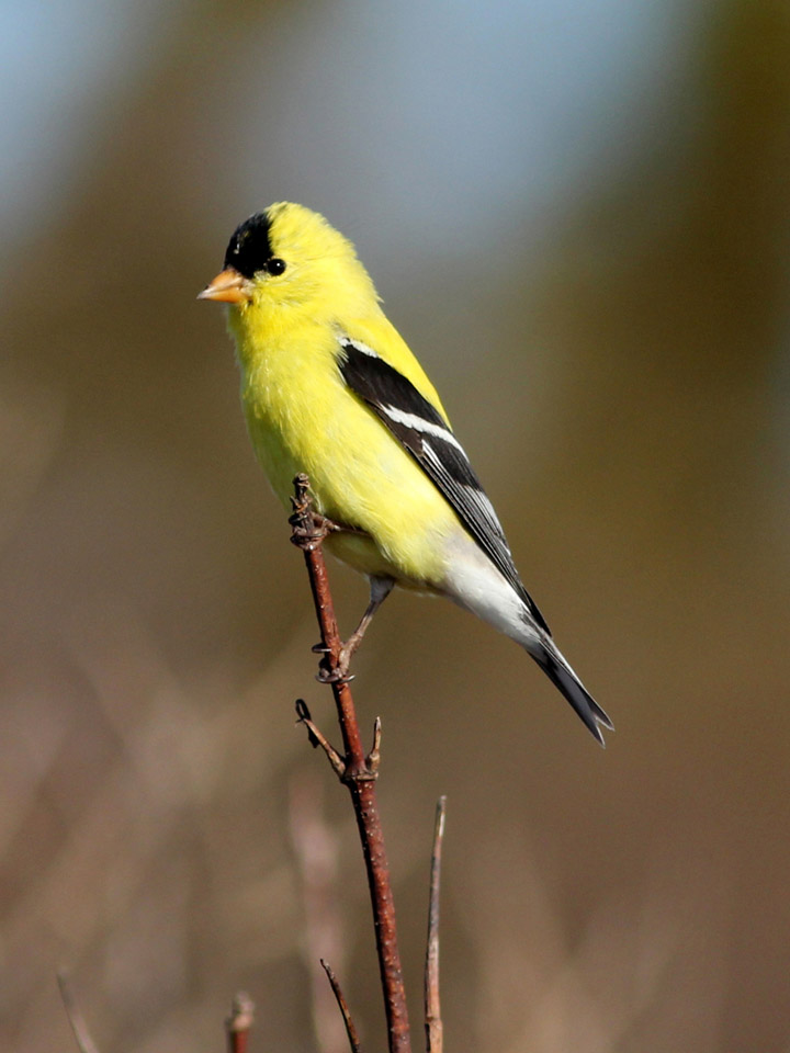 American Goldfinch 2