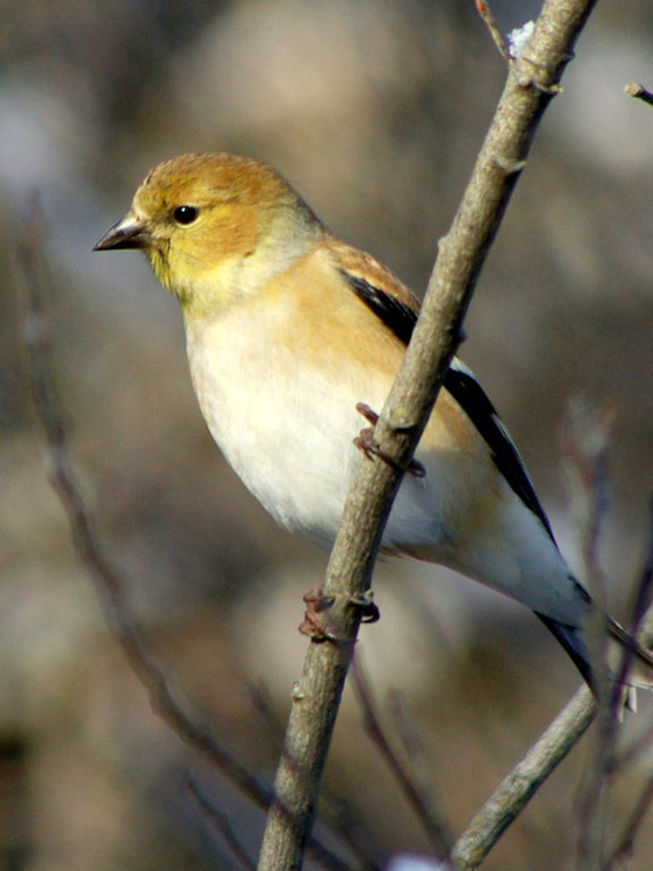 American Goldfinch 3