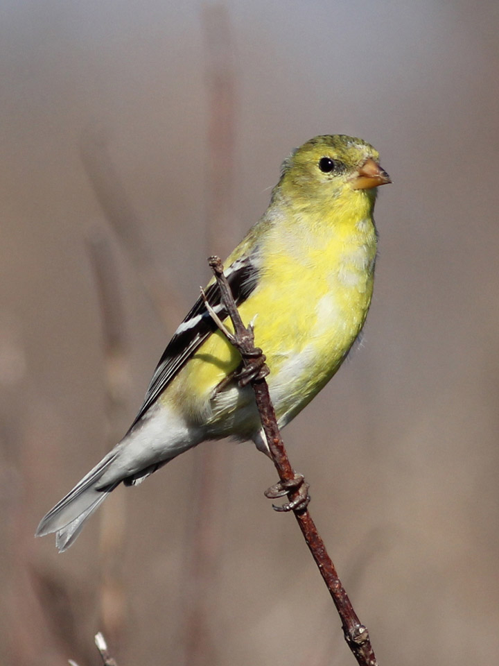 American Goldfinch 4