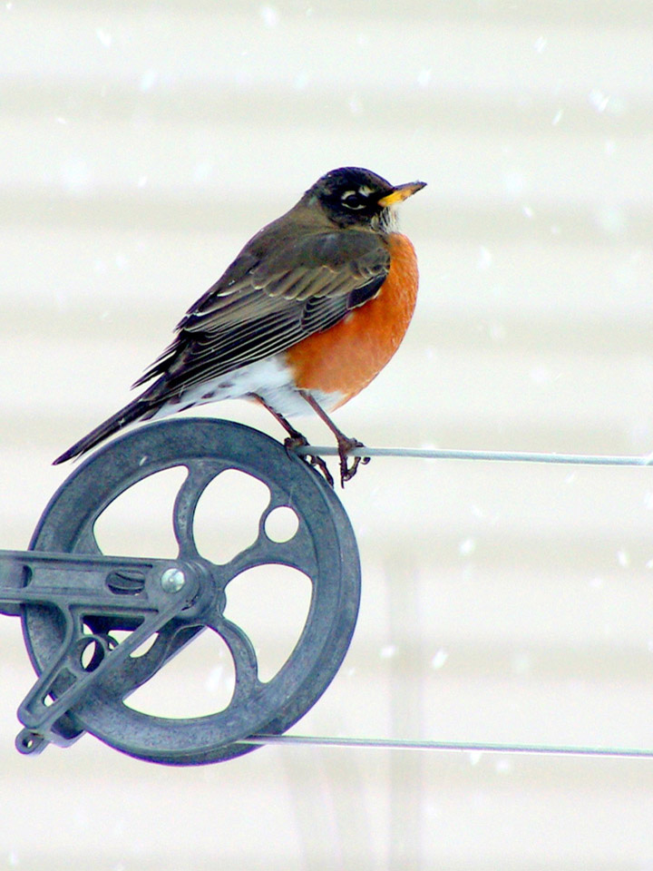 American Robin 2