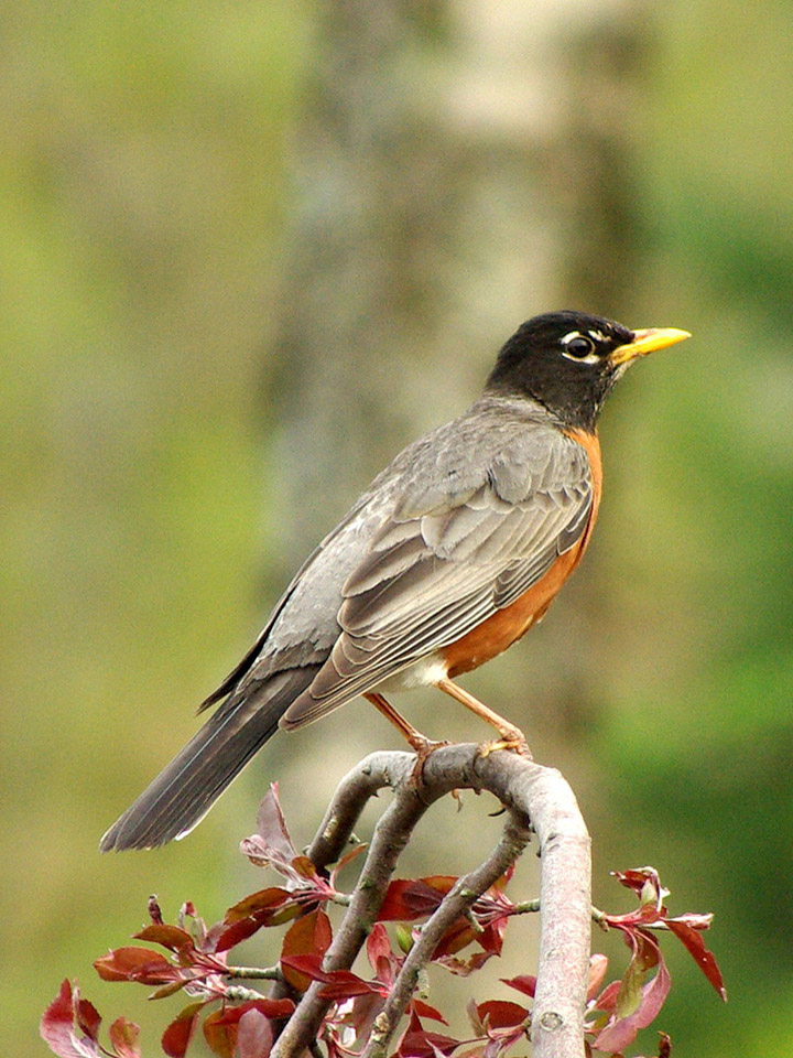 American Robin 3