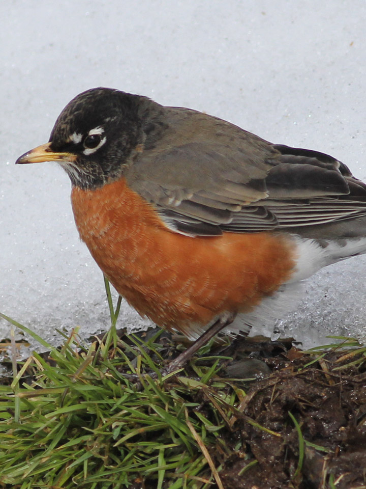 American Robin 4