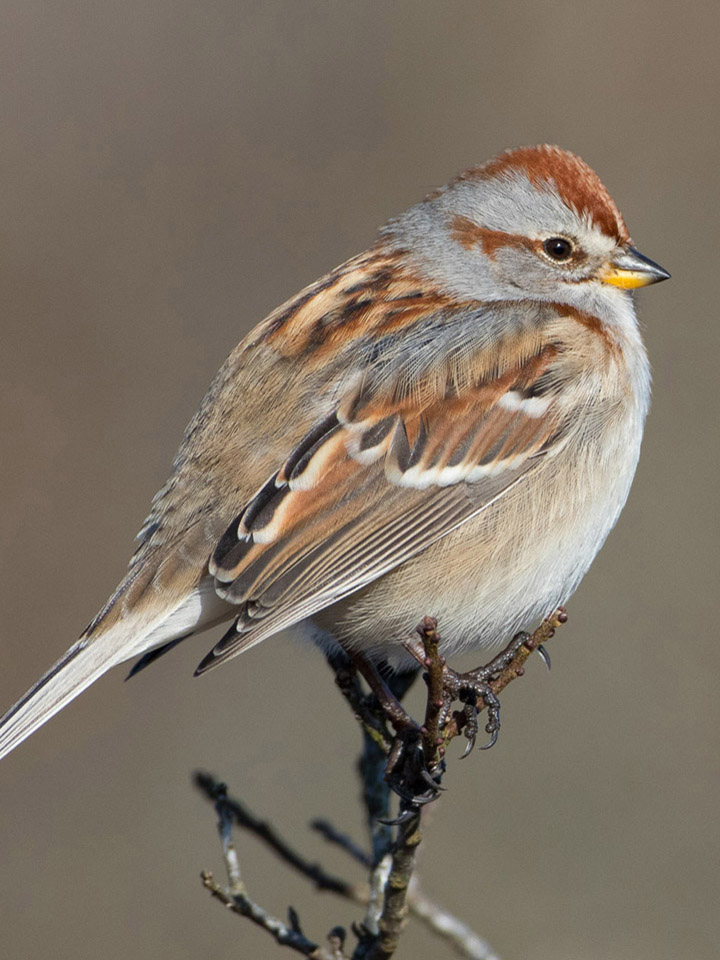 American Tree Sparrow 3