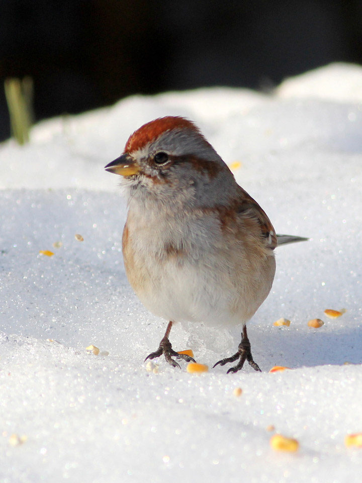 American Tree Sparrow 4