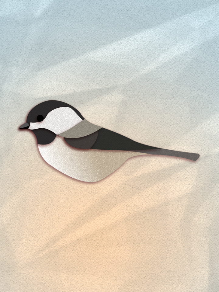 Black-Capped Chickadee 1