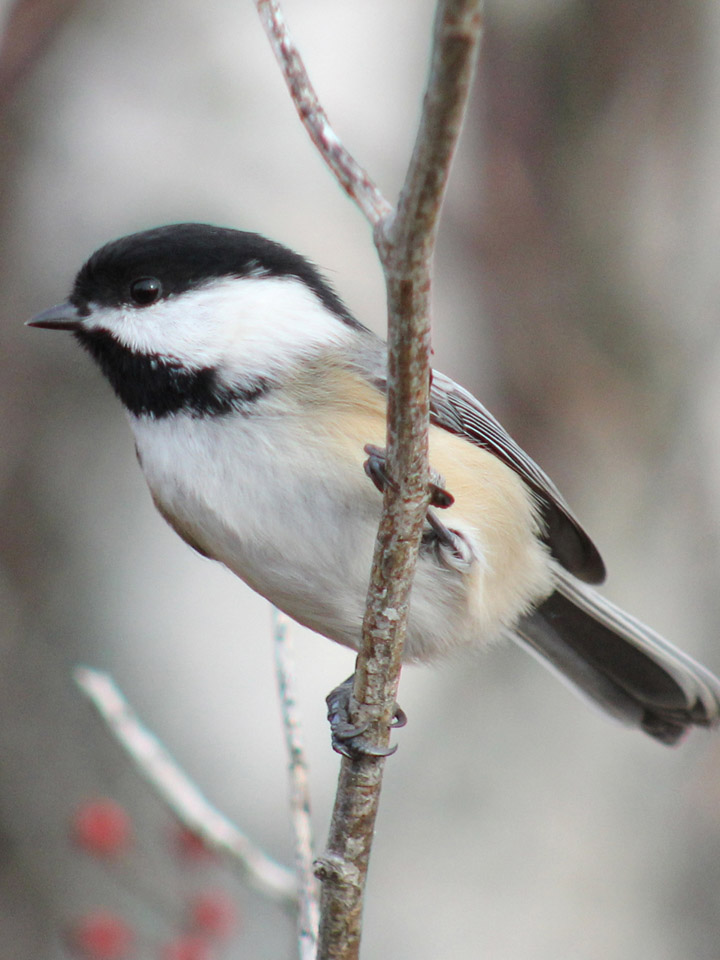 Black-Capped Chickadee 2