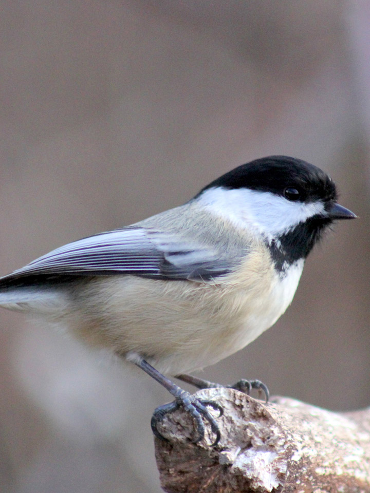 Black-Capped Chickadee 3