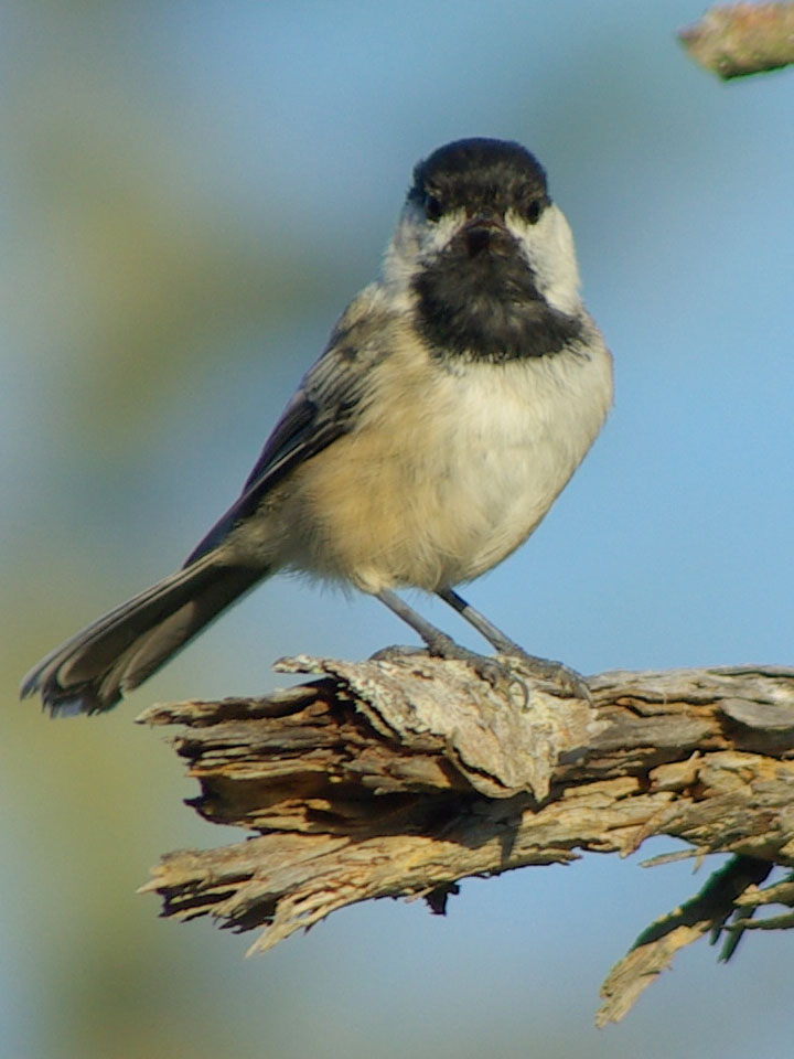 Black-Capped Chickadee 4