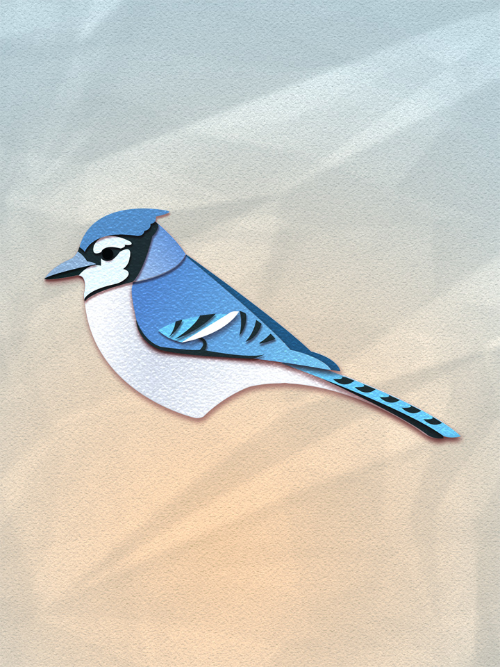 Blue Jay 1