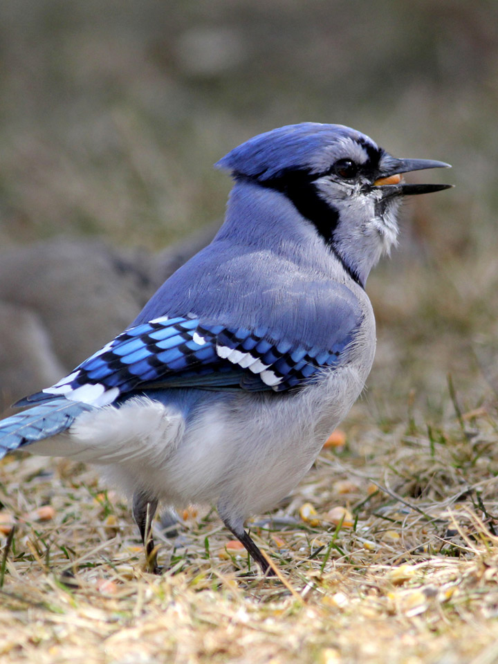 Blue Jay 2