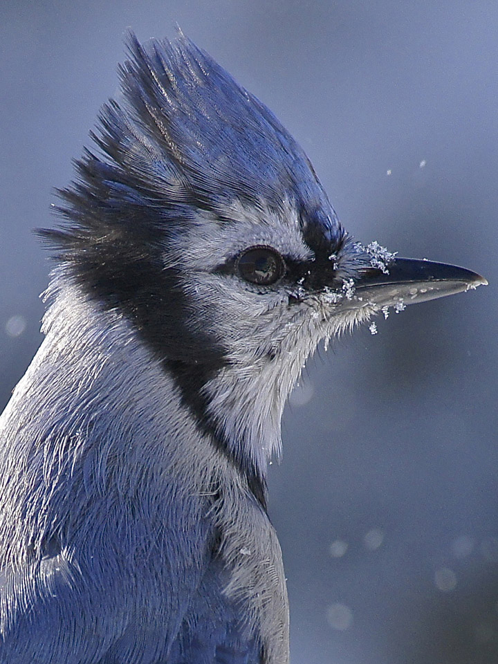 Blue Jay 3