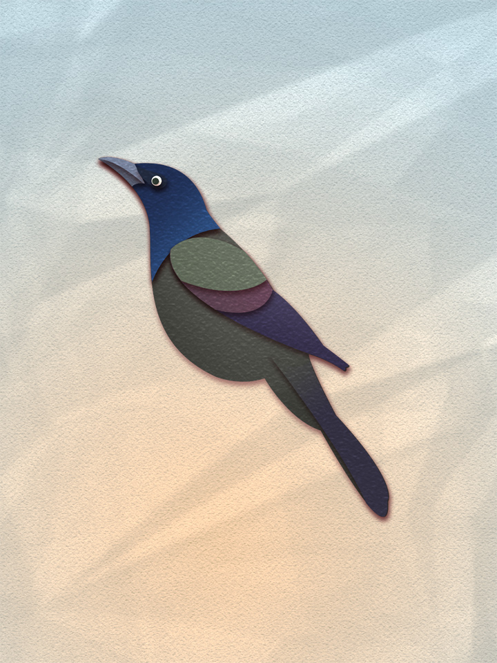 Common Grackle 1