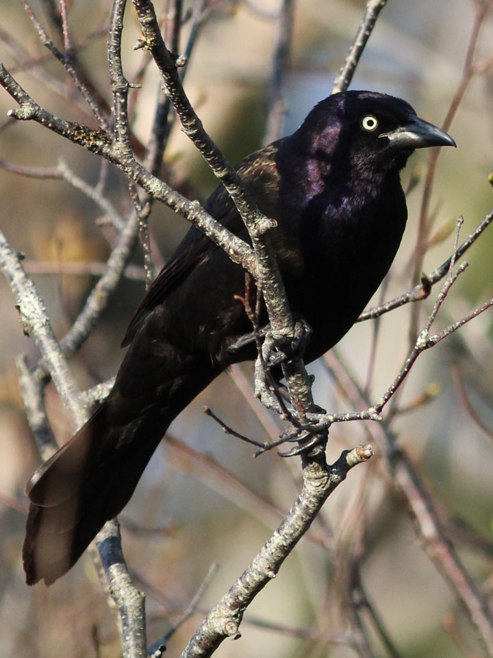 Common Grackle 2