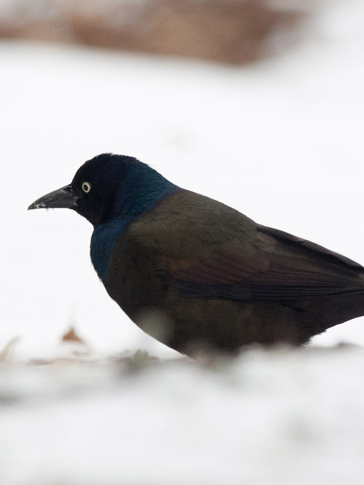 Common Grackle 3