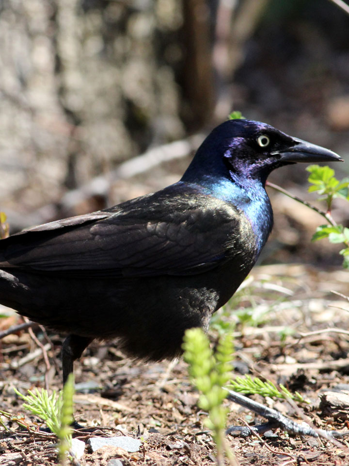 Common Grackle 4