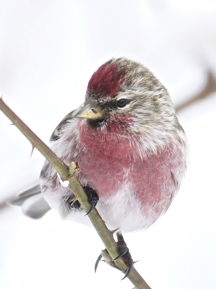 Common Redpoll 2