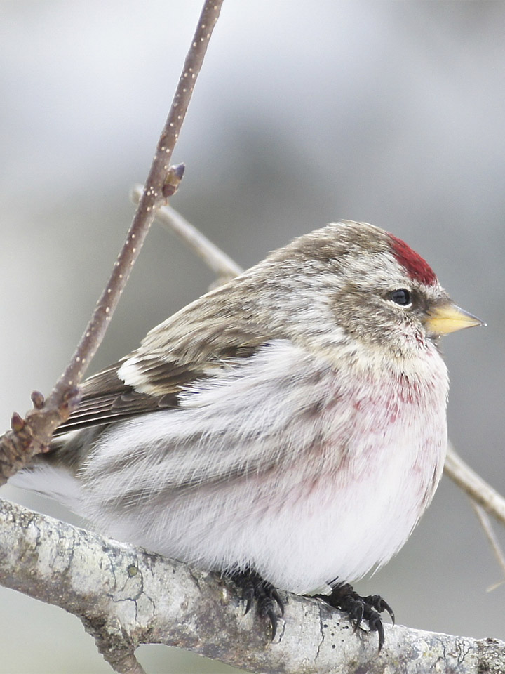 Common Redpoll 3