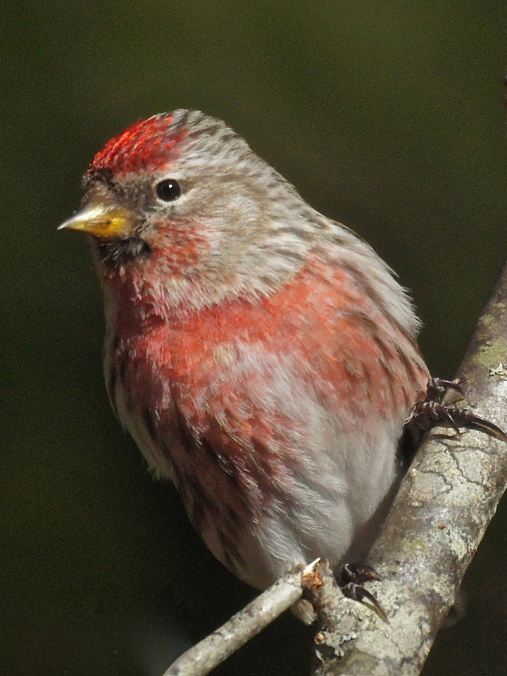 Common Redpoll 4