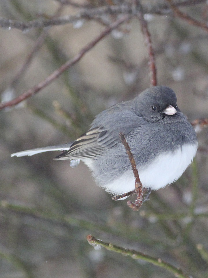 Dark-Eyed Junco 2