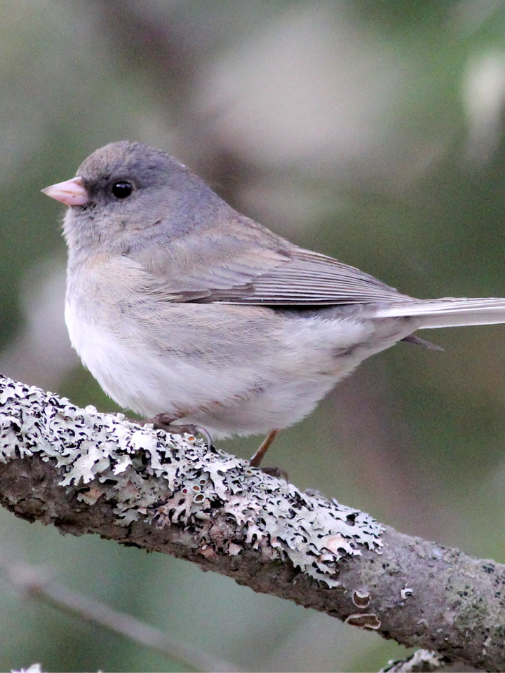 Dark-Eyed Junco 3