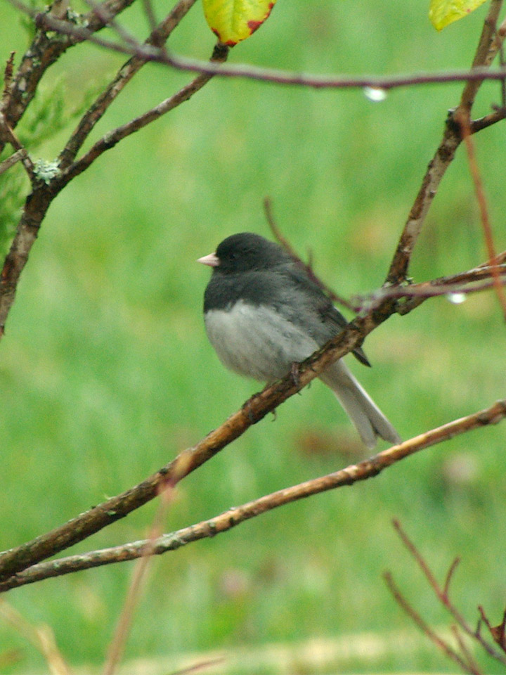 Dark-Eyed Junco 4