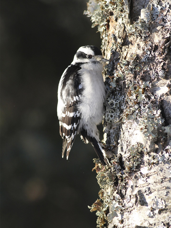 Downy Woodpecker 2