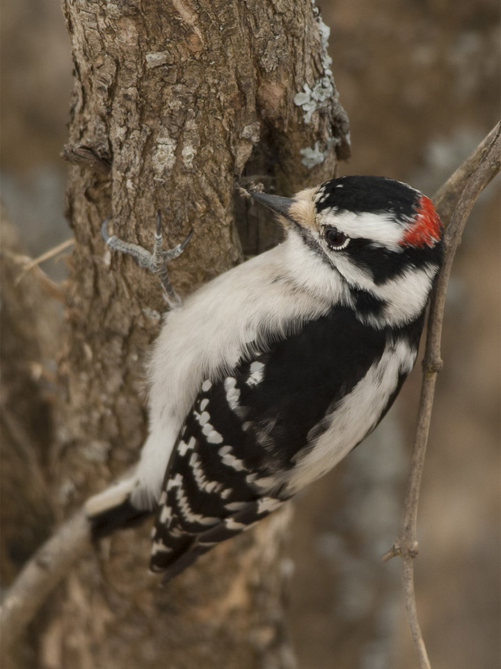 downywoodpecker3