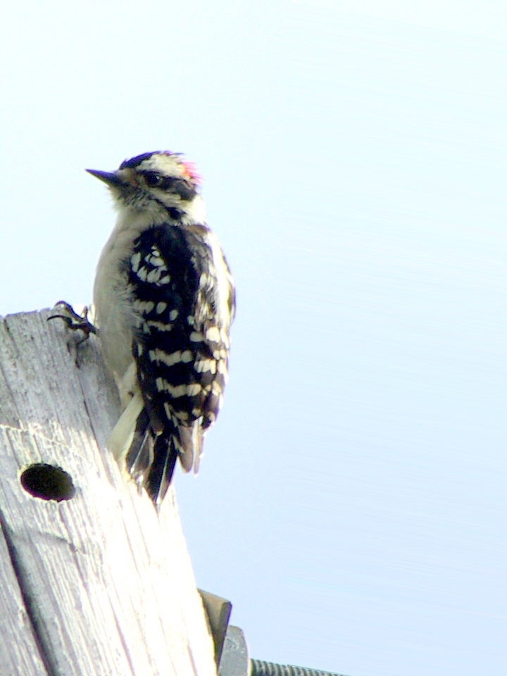 Downy Woodpecker 4