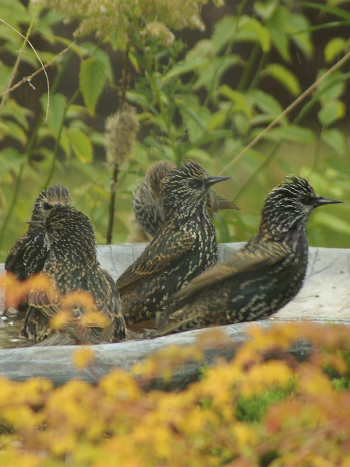 European Starling 2