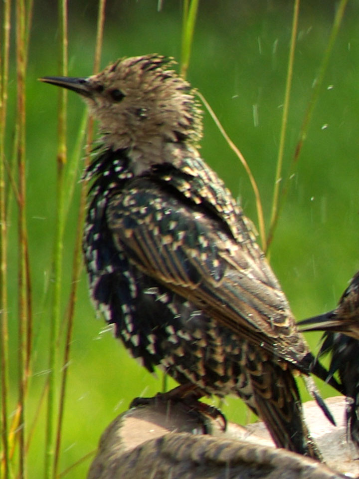 European Starling 3