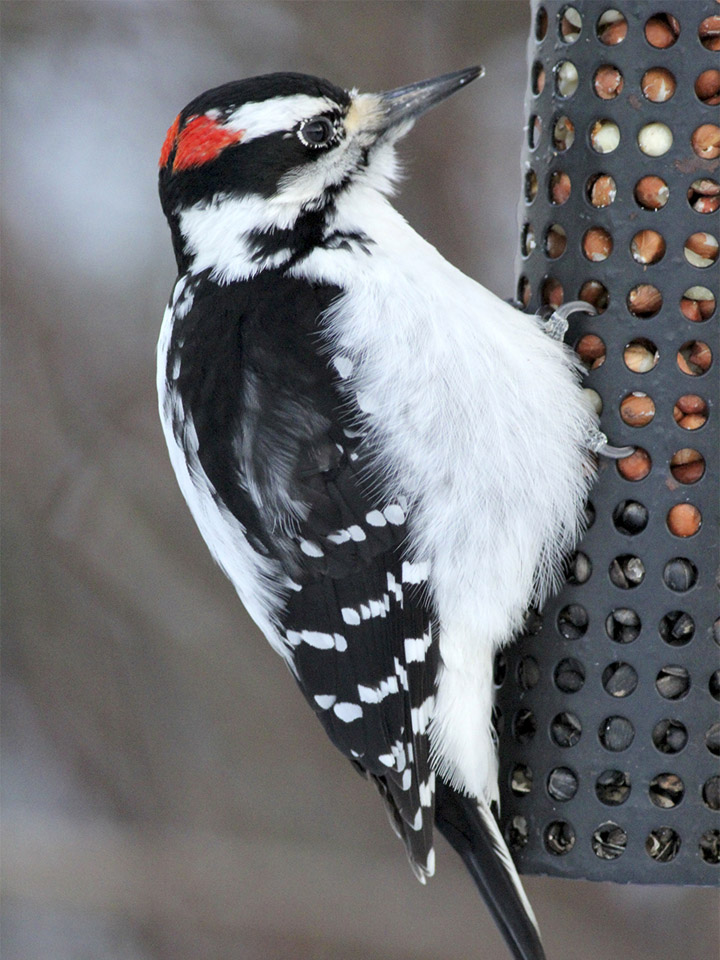 Hairy Woodpecker 2