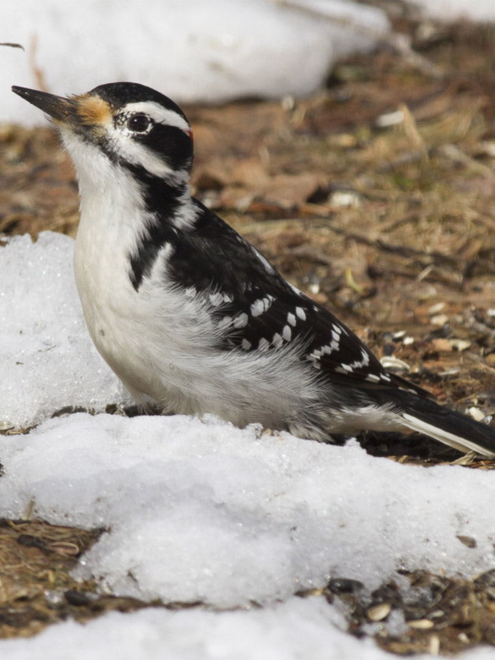 Hairy Woodpecker 4