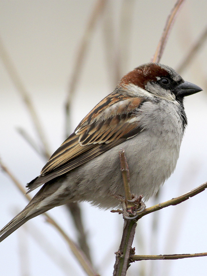 House Sparrow | Backyard Birds