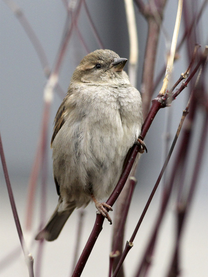 House Sparrow 3