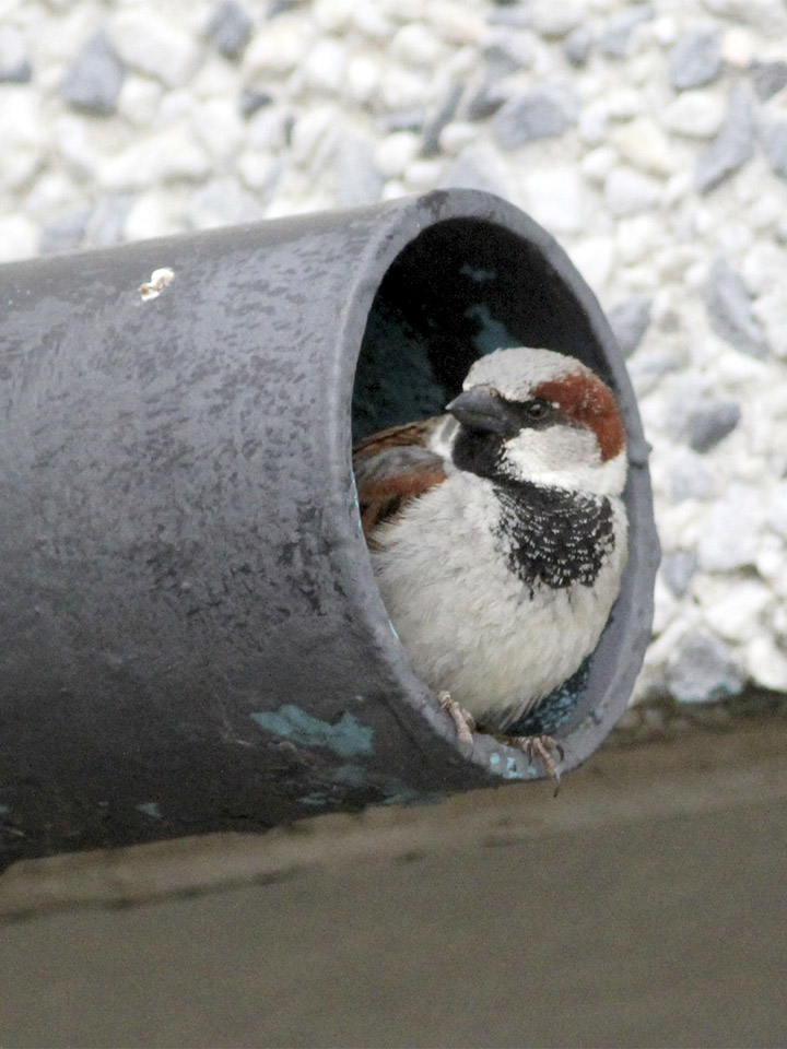 House Sparrow 4