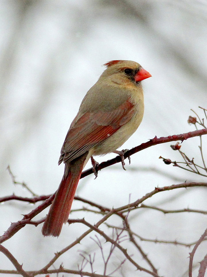 Northern Cardinal 2