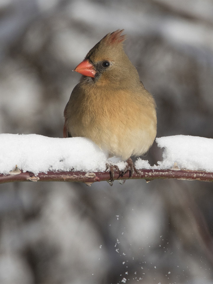 Northern Cardinal 3