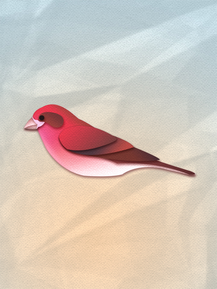 Purple Finch 1